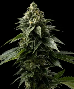 Alternative view of Coffe Rocket Seeds (28% THC)